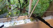 В Рязани дерево упало и разбило стекла на 2 и 3 этажах МКД