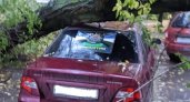 В Горроще на улице 10-я линия дерево повредило несколько машин