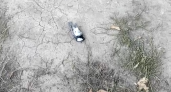 На проезде Завражнова в Рязани обнаружили мёртвых синиц