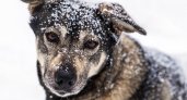 В Рязани состоится благотворительный сбор вещей для животных приюта
