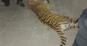В Дягилеве усыпили сбежавшую тигрицу