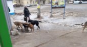 Рязанцы пожаловались на стаю агрессивных собак в районе площади Попова
