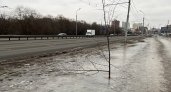 31 января вандалы уничтожили молодые деревья на Московском шоссе в Рязани