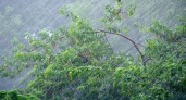 Жителей Рязанской области предупредили о дожде, грозе и сильном ветре
