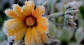 В Рязанской области объявлен «оранжевый» уровень опасности из-за заморозков до -5