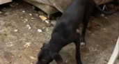 В Рязани нашли труп женщины в квартире с 16 собаками 