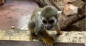 В Рязани популярный зоопарк ввел плату за посещение 