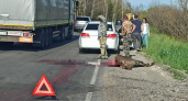 В Клепиковском районе водитель легковушки 10 июня насмерть сбил лося