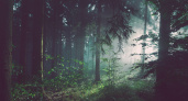 До 14 августа в Рязанской области нельзя посещать леса из-за особого режима