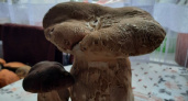 Белый гриб массой 1,2 кг обнаружен в Скопинском районе