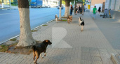 В центре Рязани заметили стаю собак