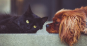 9 сентября в Рязани состоится бесплатная вакцинация кошек и собак от бешенства