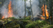 МЧС предупредило о чрезвычайной пожарной опасности в Рязанской области с 8 по 10 сентября