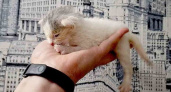 В Новомичуринске Рязанской области из электрощитка спасли двухнедельного котёнка