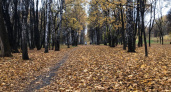 5 октября в Рязанской области ожидается дождь и +4