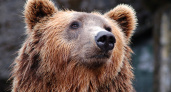 В Ермишинском районе из леса вышли медведица с медвежонком 