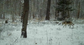 В Рязанской области фотоловушка Окского заповедника засняла волка