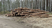 Рязанцы пожаловались на вырубку сосен в Солотче