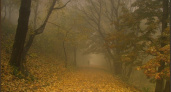 В Рязанской области МЧС объявило метеопредупреждение о тумане днём 15 ноября