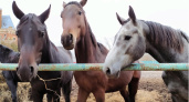 В Рязани на конезаводе лошадь погибла после гостинца от посетителей