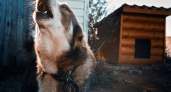 Жителям Рязани объяснили, как поучаствовать в отлове бродячих собак