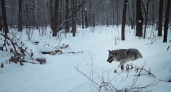 Жителей Рязанской области предупредили о нашествии волков и волкособов
