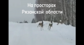 В лесу Рязанской области засняли на видео стадо косуль