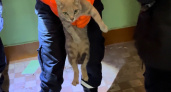 В Рязани спасатели вызволили застрявшего между стенами дома кота 