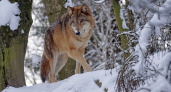 В Рязанской области в 2023 году охотники устранили 6 волков