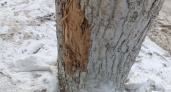 Рязанцы жалуются на поврежденные из-за работы снегоуборочной техники деревья