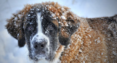 Жители Рязани предупредили о попытках массово травить собак в посёлке Мехзавода