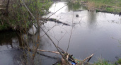 Рязанцы рассказали о массовой гибели рыбы в реке Листвянке