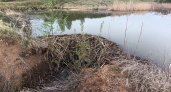 В Пронском районе бобры починили плотину на пруду