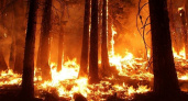 В Солотчинском лесничестве на выходных горел лес
