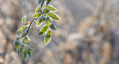 20 мая в Рязанской области ожидаются заморозки до -1°C