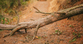 В Рязани упавшее дерево заблокировало проезд