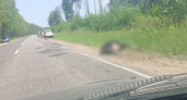 В Шиловском районе автомобилист сбил лося 