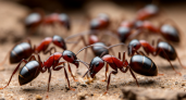 Муравьи сбегут как ошпаренные: нашёл 3 эффективных способа, которые за «сутки» очистят дачу от незваных гостей