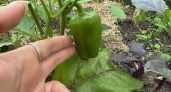 200 гр в лунку — и даже жухлые перцы облепят все кусты: вырастут крупными и сладкими — урожай придется собирать мешками