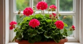 Крошу в горшок — и герань как подменили: листва не желтеет, а бутоны лезут даже на молодых черенках