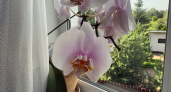 Поливаю орхидею японским способом: 3 капли чесночного сока в горшок - любуюсь цветущей шапкой всю зиму