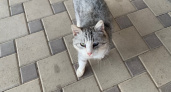 Рязанцев предупредили о живодере, который зверски убивает уличных кошек