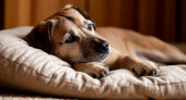 Почему собаки скребут лапами свою лежанку: зоопсихологи назвали неочевидную причину - дело не сточке когтей