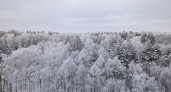 В Рязанской области во время новогодних праздников будет усилена охрана лесных насаждений