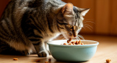 Почему кошка из влажного корма слизывает только желе или соус, а кусочки оставляет нетронутыми