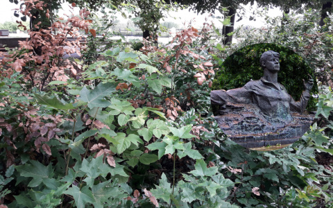 Рязанцы жалуются на плачевное состояние декоративных растений возле памятника Есенина в Кремле