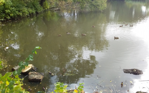 В Дашково-Песочне пруд Серой шейки забит мусором и спиленными деревьями