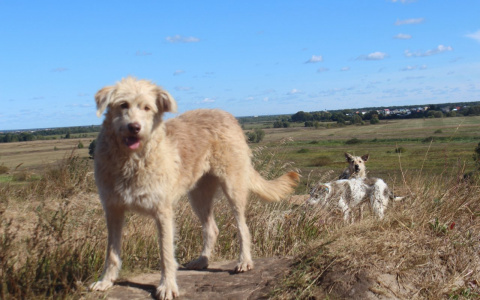 Продолжение скандальной истории - война между жителями Канищева не угасает из-за бездомных собак