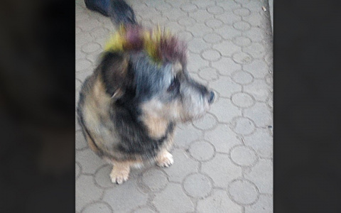 Punks not dead: в Рязани сфотографировали собаку с цветным ирокезом
