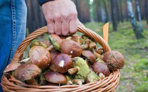 Как не заблудиться в лесу - советы МЧС и грибников